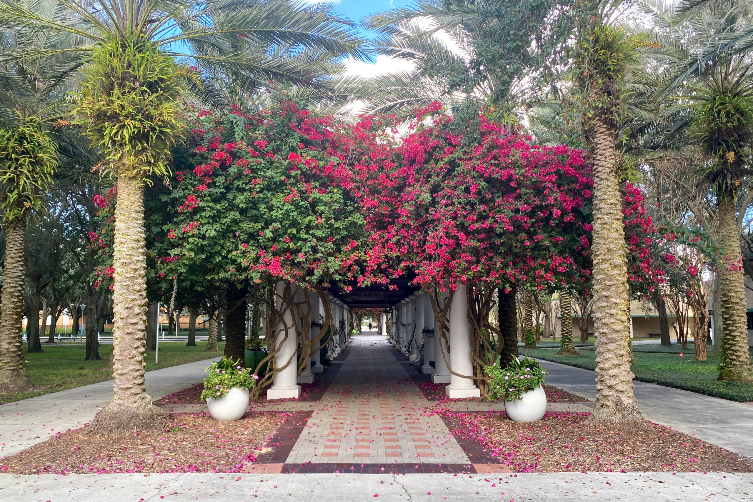 University of South Florida — Finance Bachelor of Science with Real